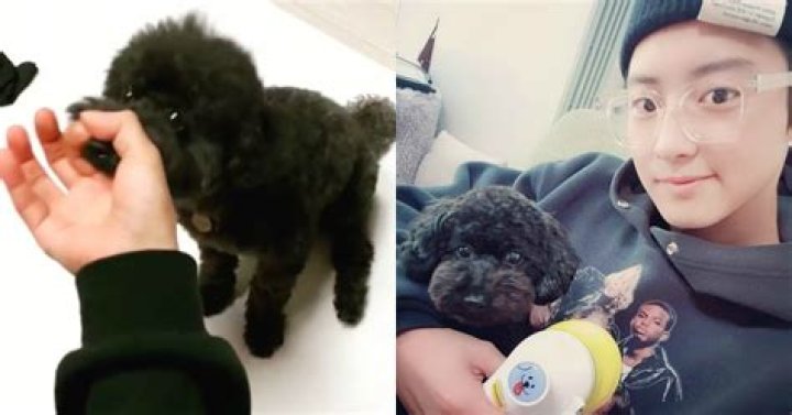 Chanyeol Pets