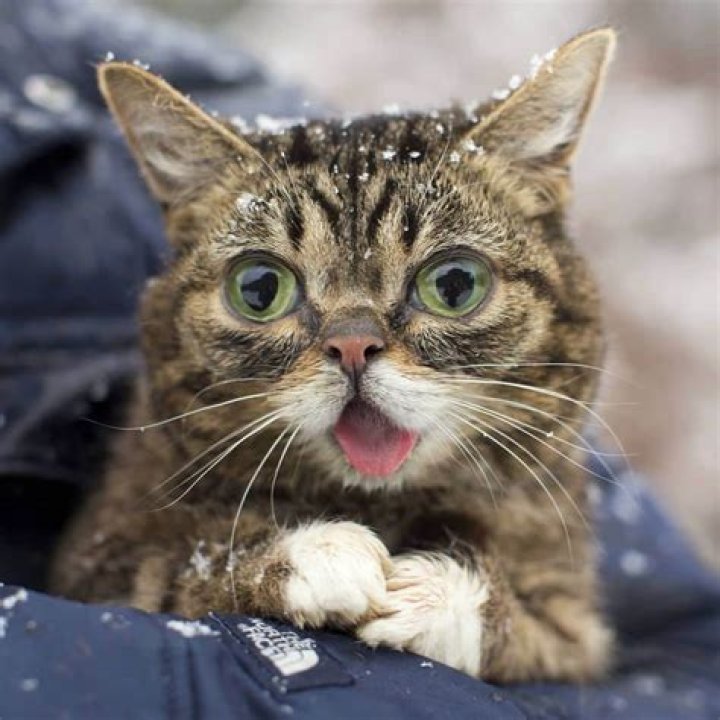 iamlilbub