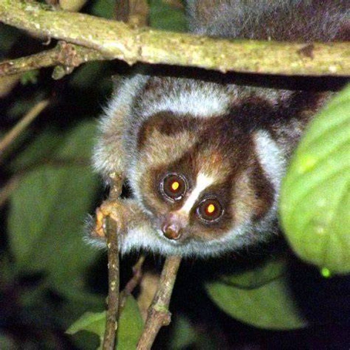 lilo jumblo slow loris