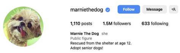 marniethedog